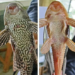 Invasive Amazon sailfin catfish in Bangladesh: ...